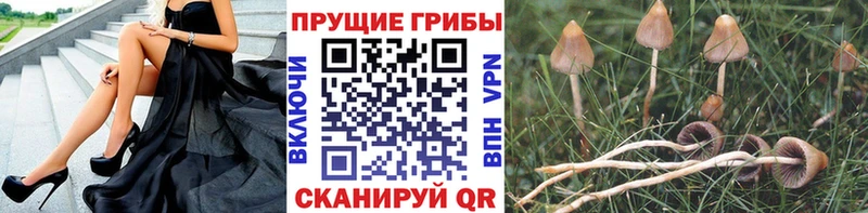 Псилоцибиновые грибы мухоморы  shop состав  Сертолово  ссылка на мегу ССЫЛКА 